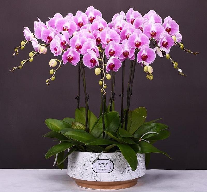 5 kinds of expensive flowers are "losing money", novices should buy