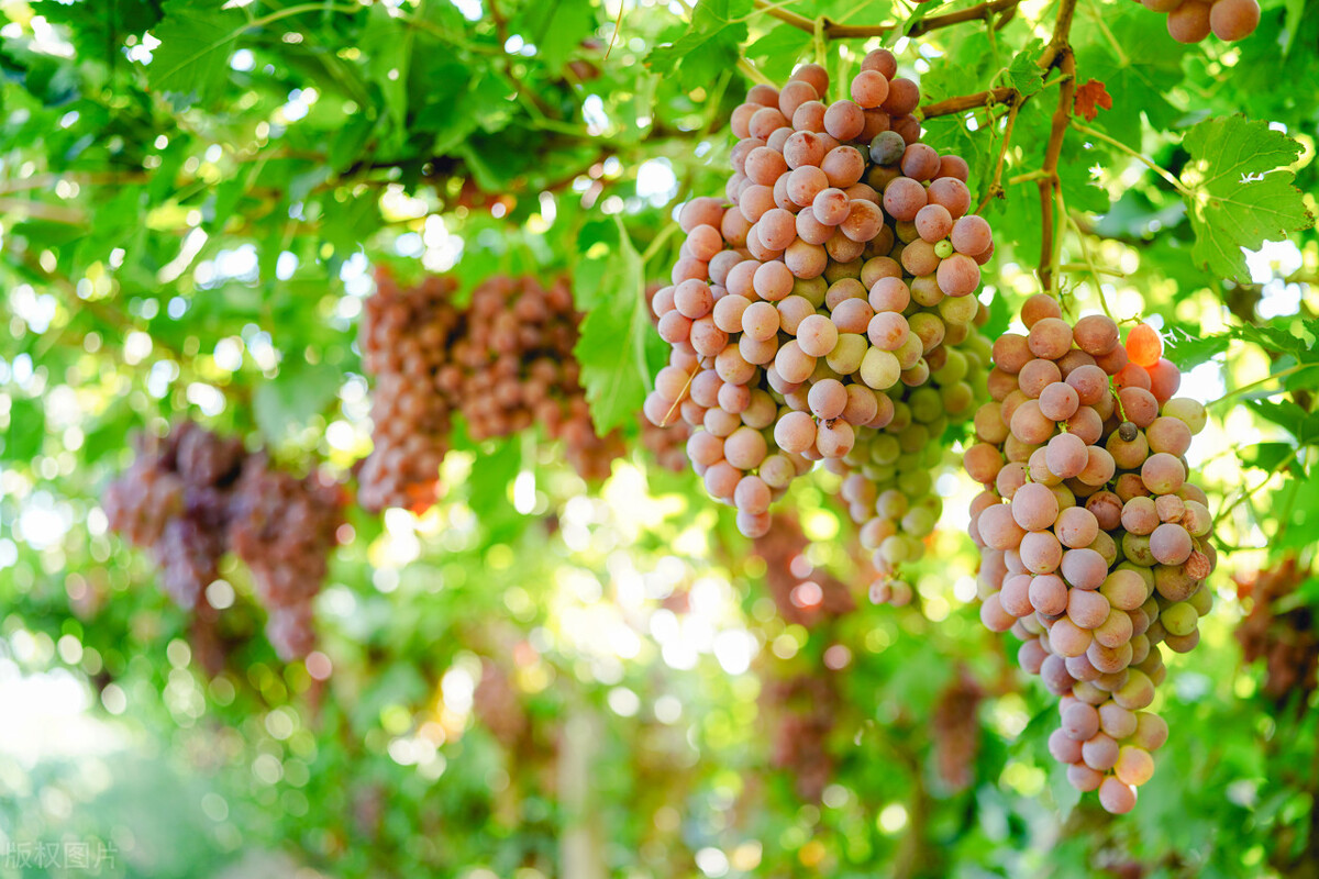 The top five rankings of the most delicious grapes in China, see if