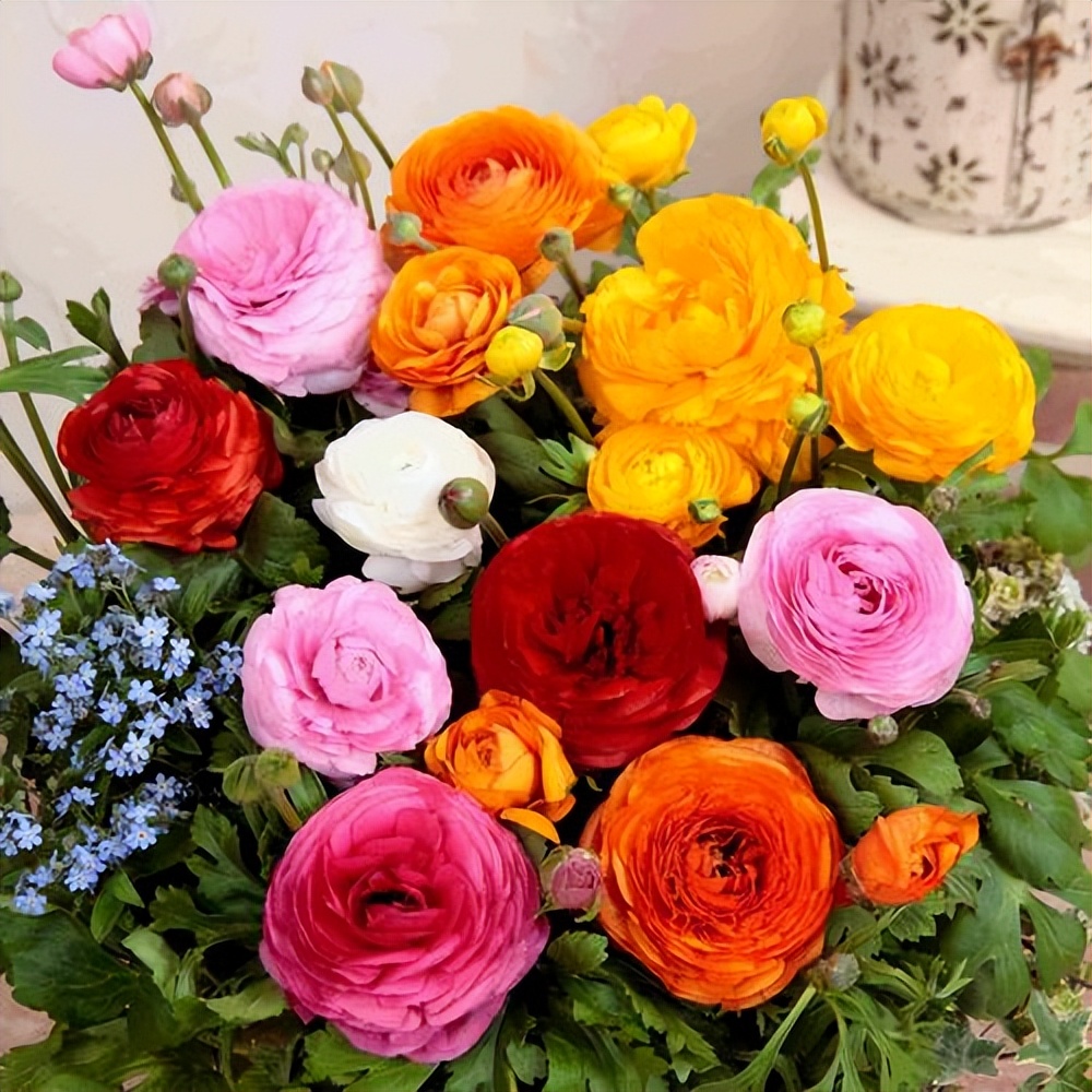 ranunculus poisonous beauties iNEWS