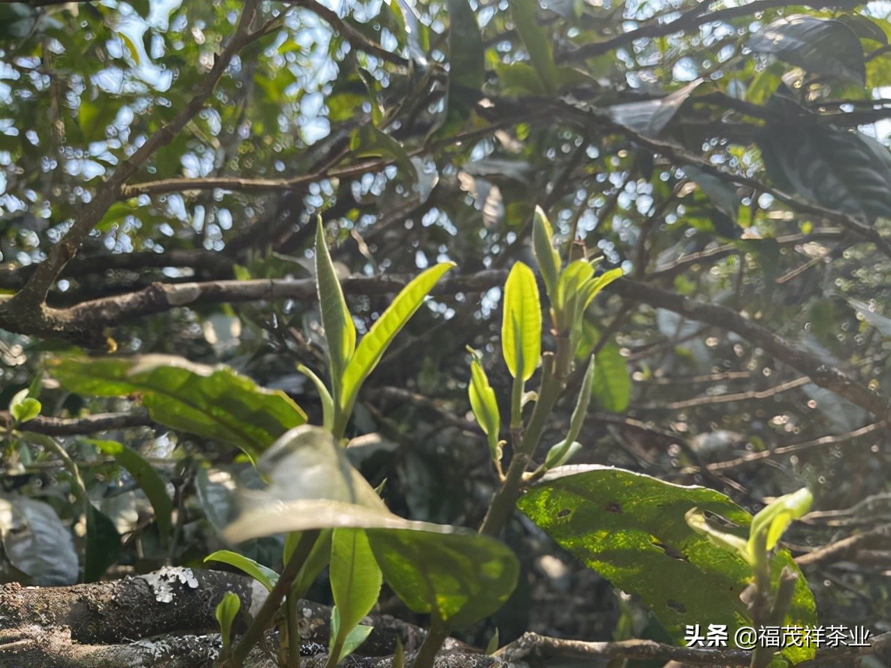 What is ancient tree tea?Why is ancient tree tea said to be the ceiling ...