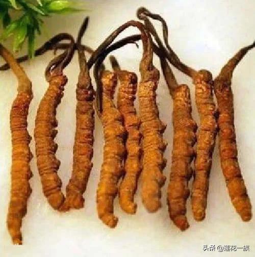 Confessions Rousseau and Tolstoy iNEWS