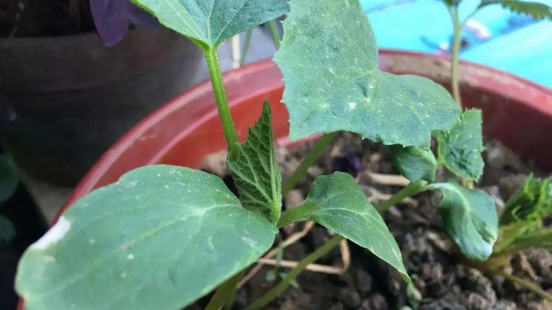 8 points for growing cucumbers in flowerpots iMedia