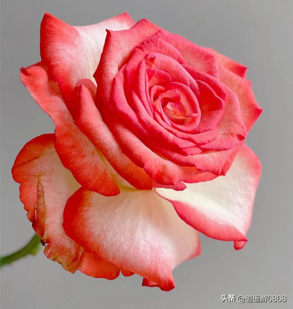 Beautiful picture sharing—beautiful rouge button rose - iMedia