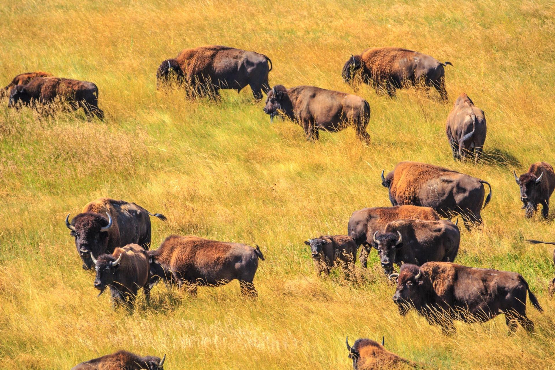 Or there is a backcross!The 400 bison on the East Island have ...