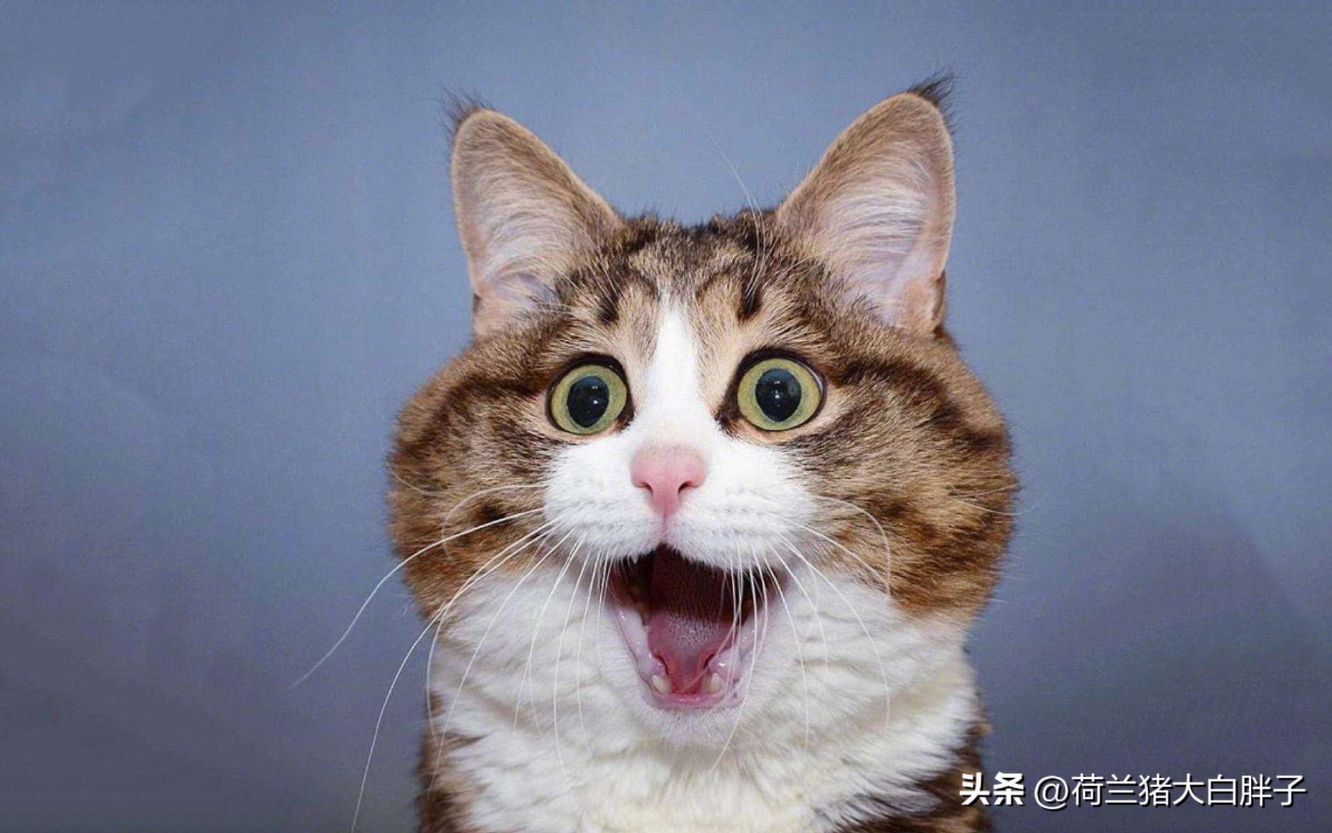 Why do cats shed hair and how to fix them? iNEWS