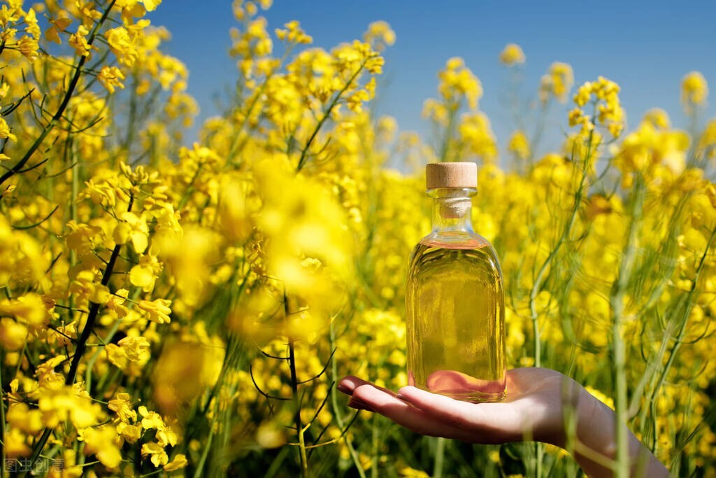 Is lard dangerous?Rapeseed oil, soybean oil... 10 common vegetable oils