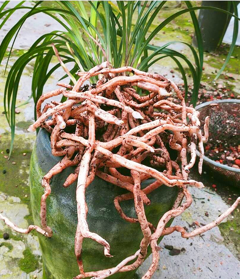 Orchid repot preparation process, pruning and disinfection, and orchid