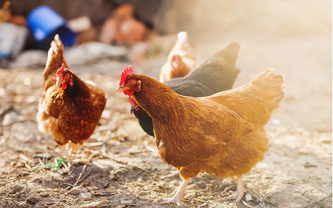 Which is better to raise ducks or chickens? Is it better to raise chickens or ducks? Each has