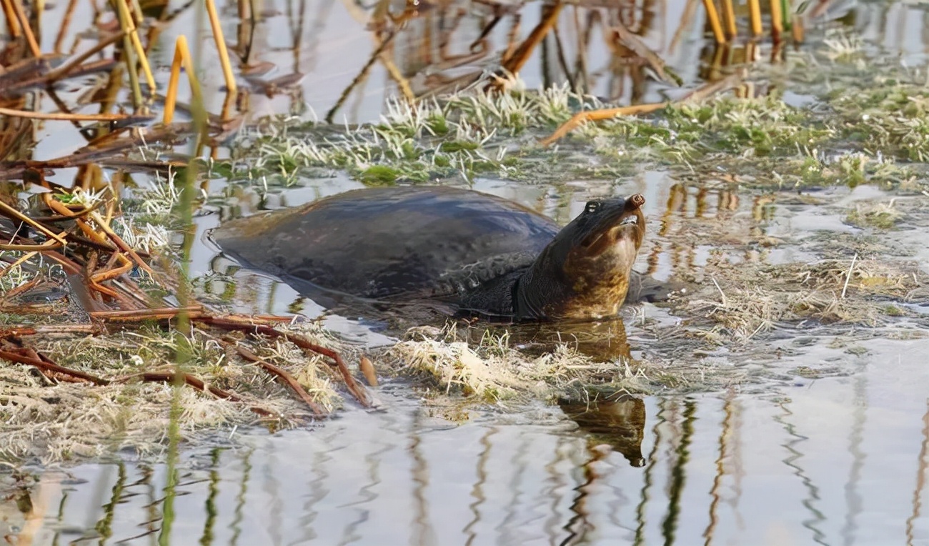 The Florida soft-shelled turtle has captured 16 provinces in China, and ...
