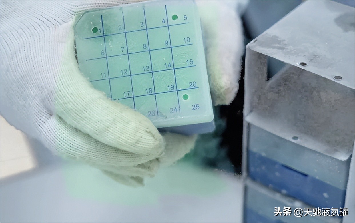 What is the freezing temperature of cells in the laboratory liquid nitrogen tank iNEWS