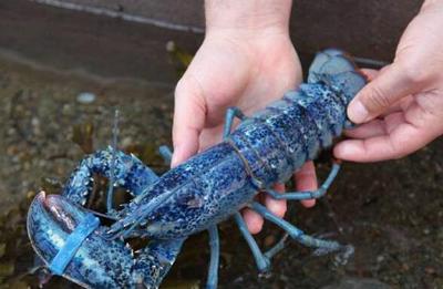 What are the most expensive seafood rankings?Top 5 most expensive ...