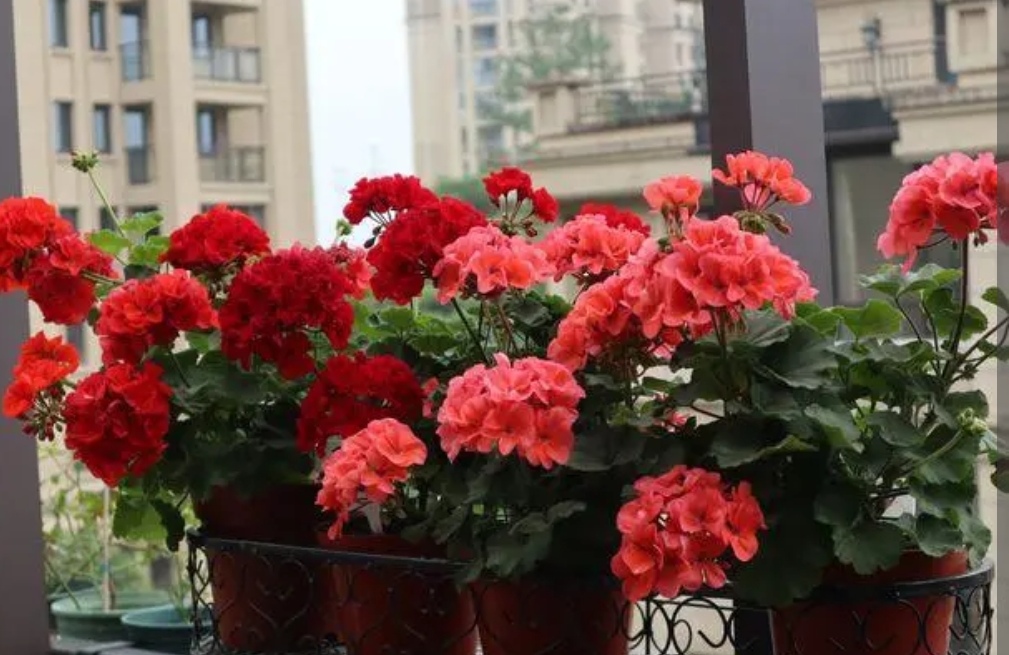 To raise geraniums in September, don't just water, add 1 kind of ...
