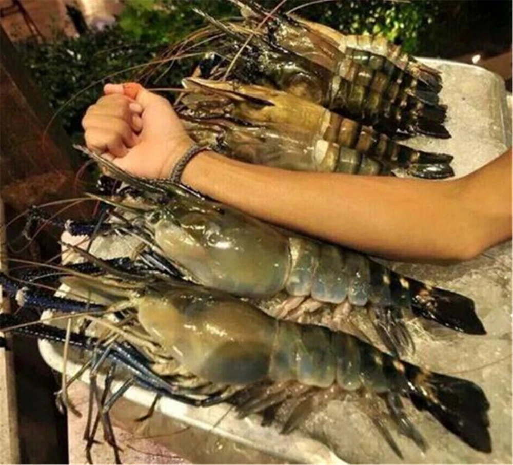 湄公河羅氏蝦泛濫、長成手臂大小，白菜價出口中國，卻慘吃閉門羹