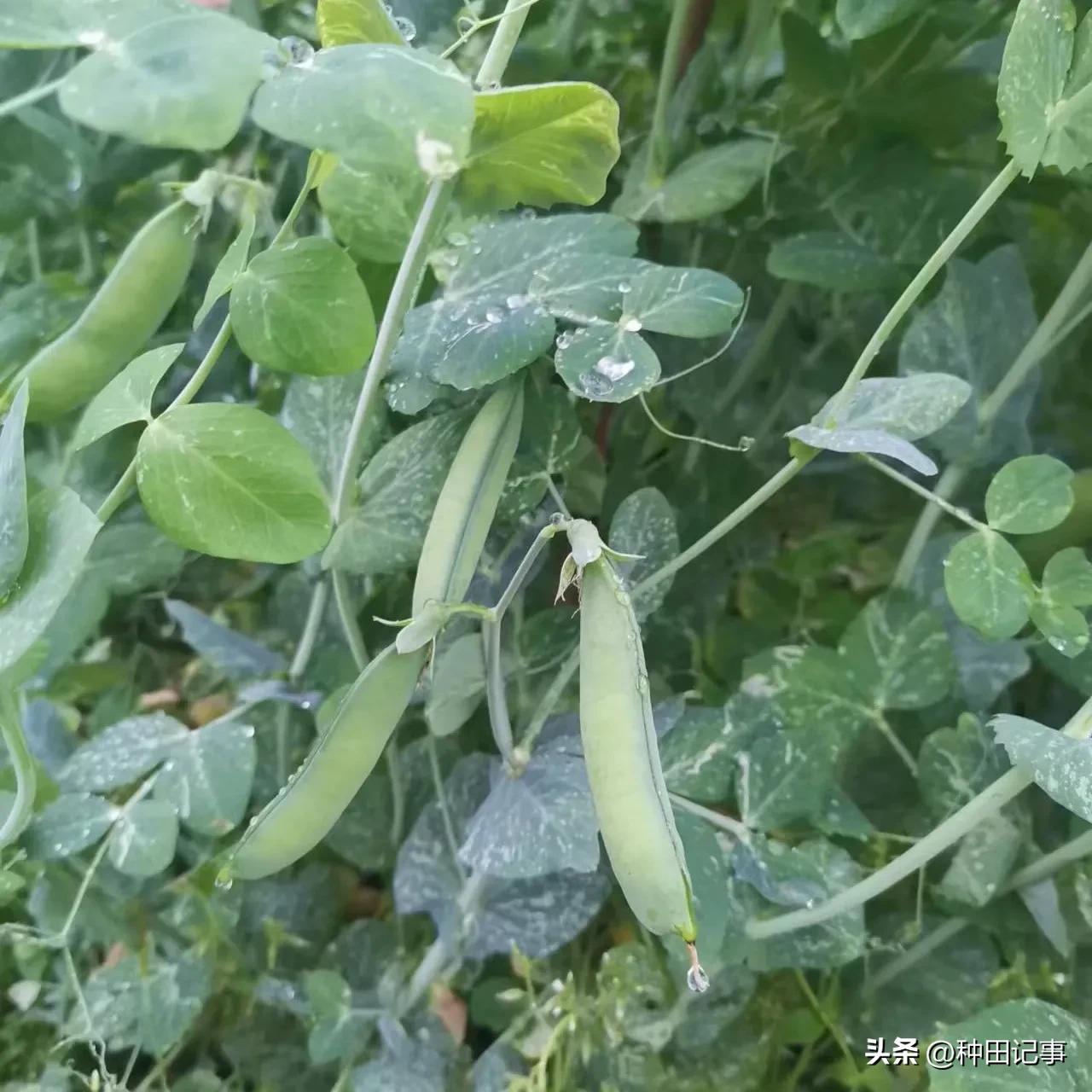 Farming Notes Peas, Broad Beans, Edamame iMedia