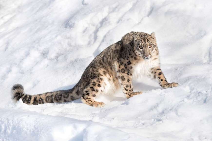 Top of Snow Mountain, Xinjiang Snow Leopard, Meet Ibex - iNEWS