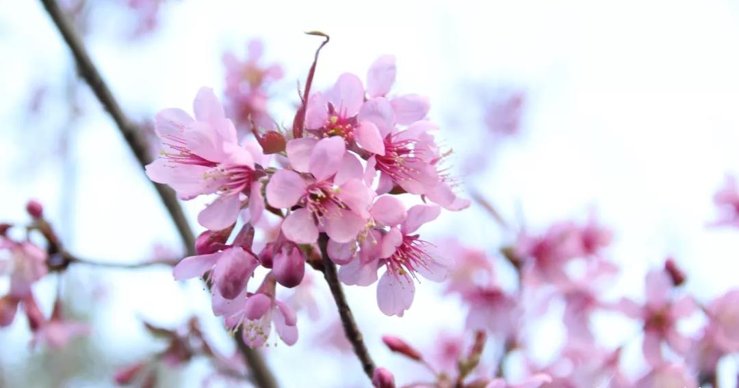 "Flowers, Snow and Moon" in Dali iNEWS