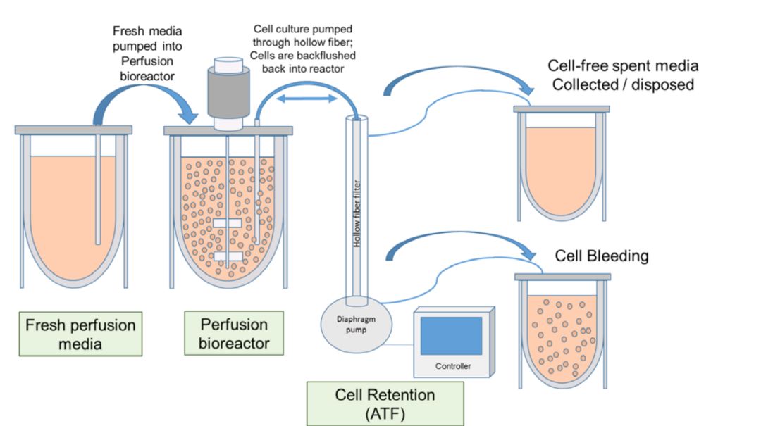 CHO Cell Media for Protein Expression History, Key