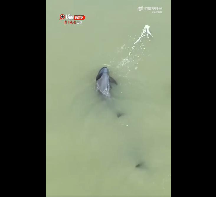 Feel so happy! Being spit by a finless porpoise is