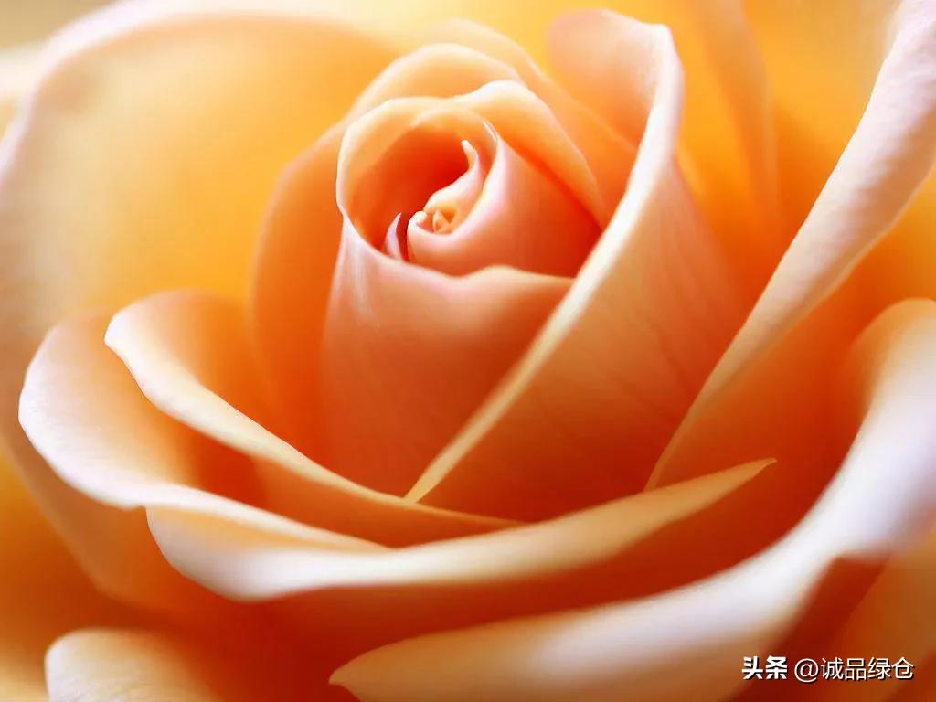 Butter Rose A Candy Flower You Can't Put Down iNEWS