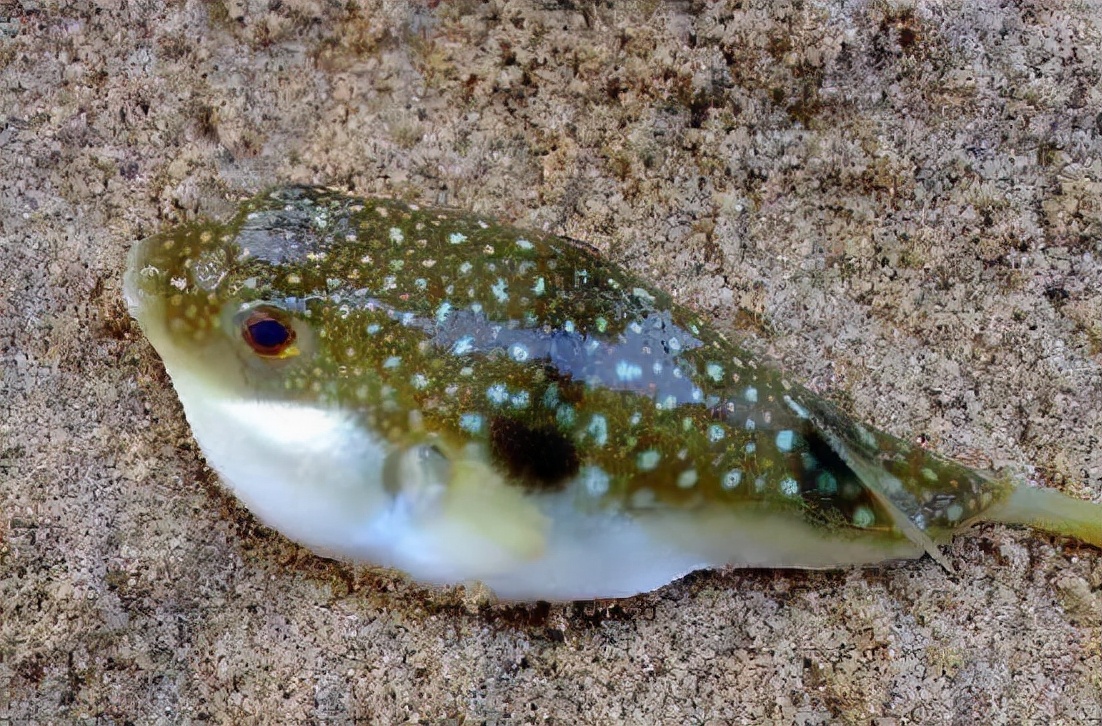 4 kinds of common fish with poisonous needles, if you catch it, be