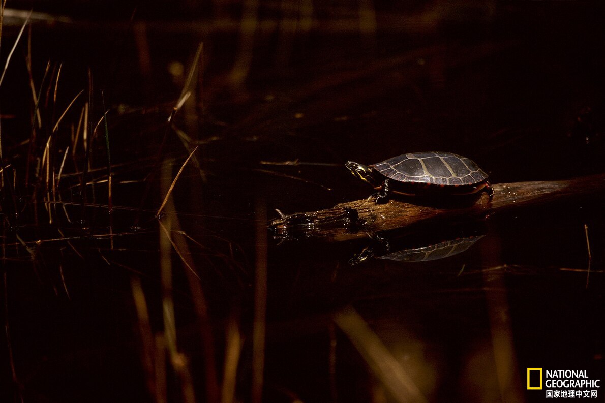 Why do turtles "keep warm" at night? iNEWS