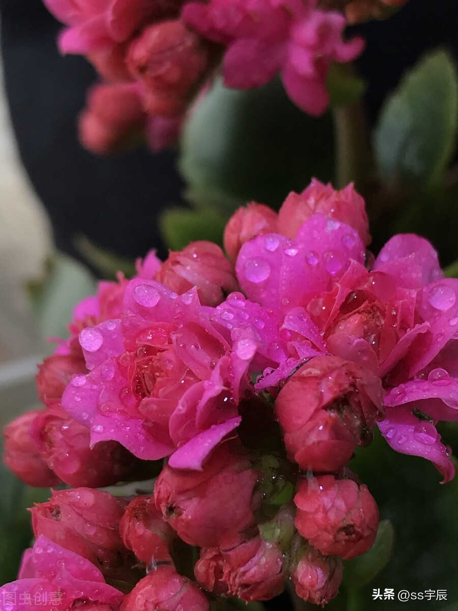 How to maintain the longevity flower daily, the flowers keep blooming iNEWS