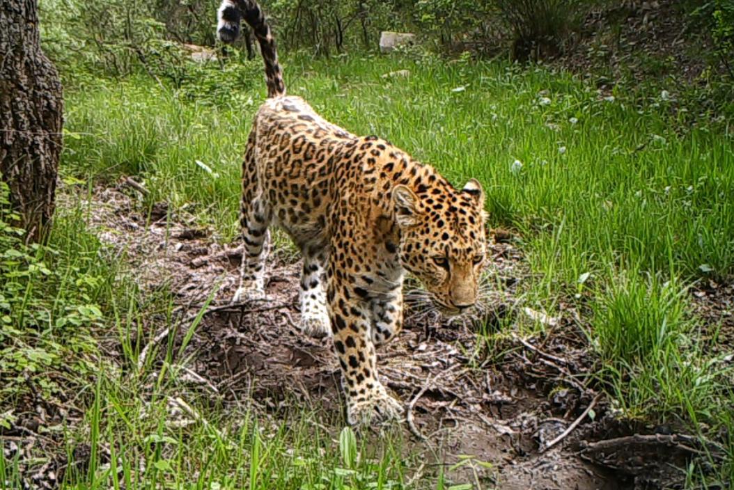The wild leopard cub was adopted by a Hubei man. Five years later, the ...