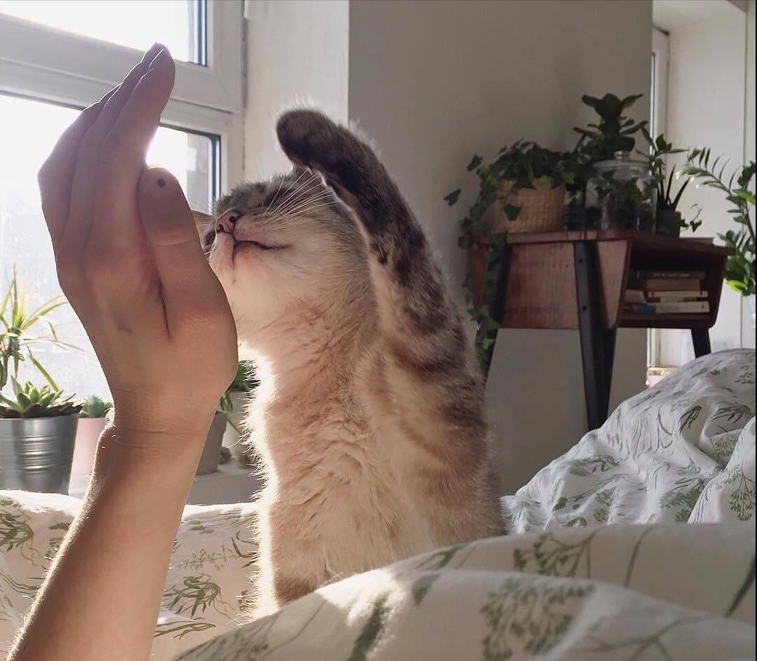 Why do cats "keep meowing" in the middle of the night?Is to offend it