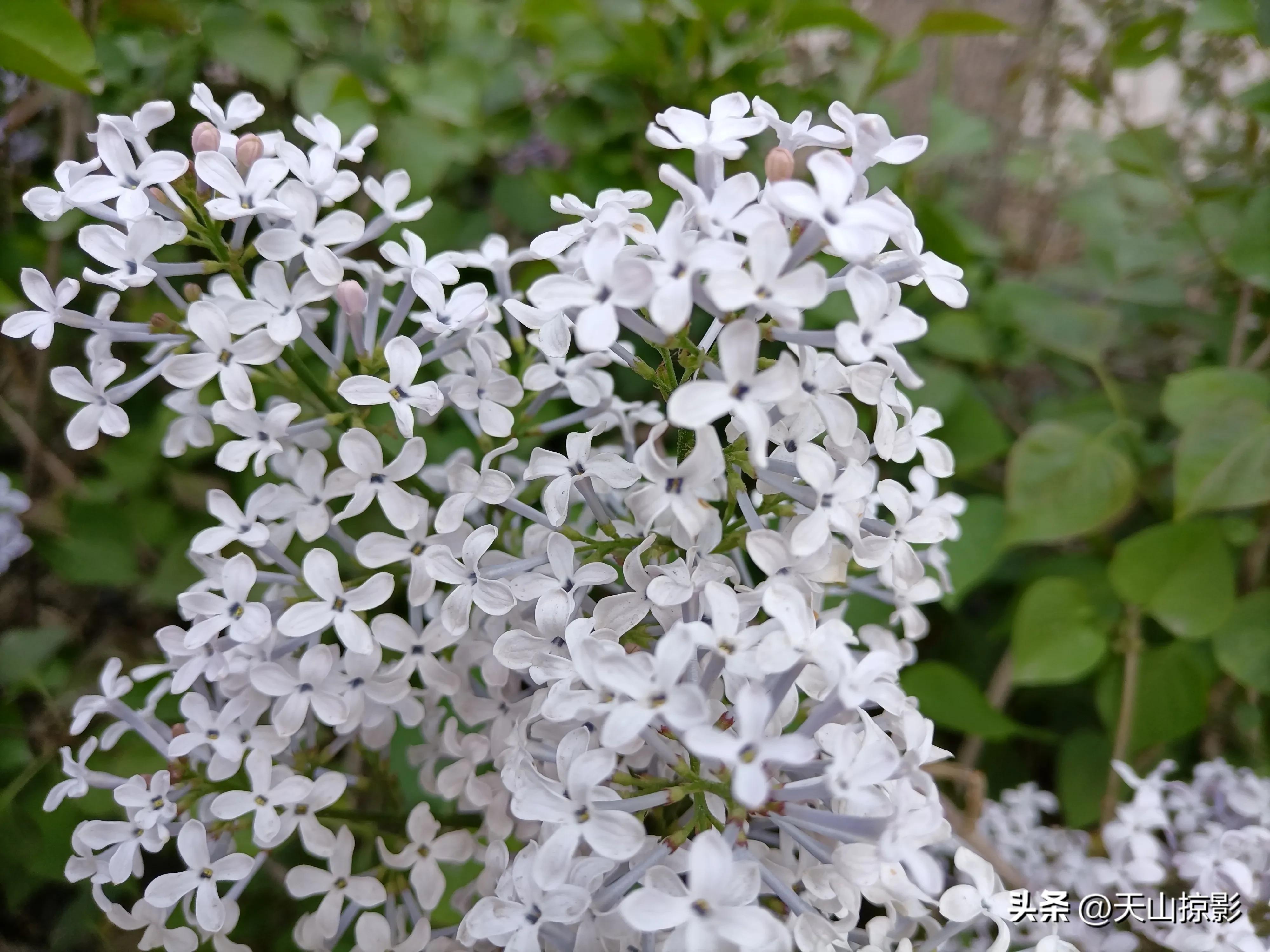 Lilacs are in full bloom in May iNEWS