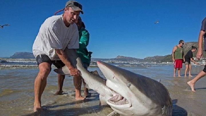 The stranded shark is in urgent need of rescue, and human beings ...