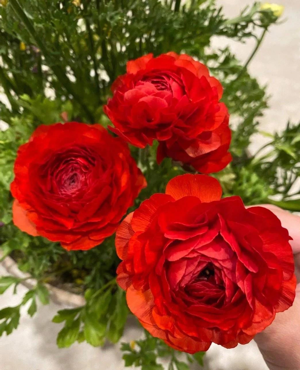 ranunculus - iNEWS