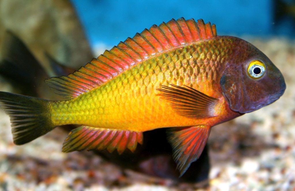 The hair color of Sanhu fish - iMedia
