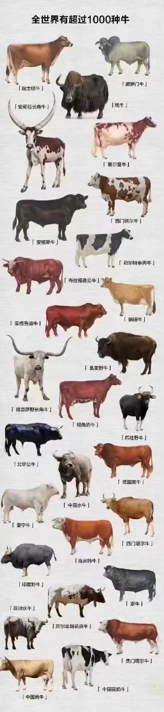 Yakes Types