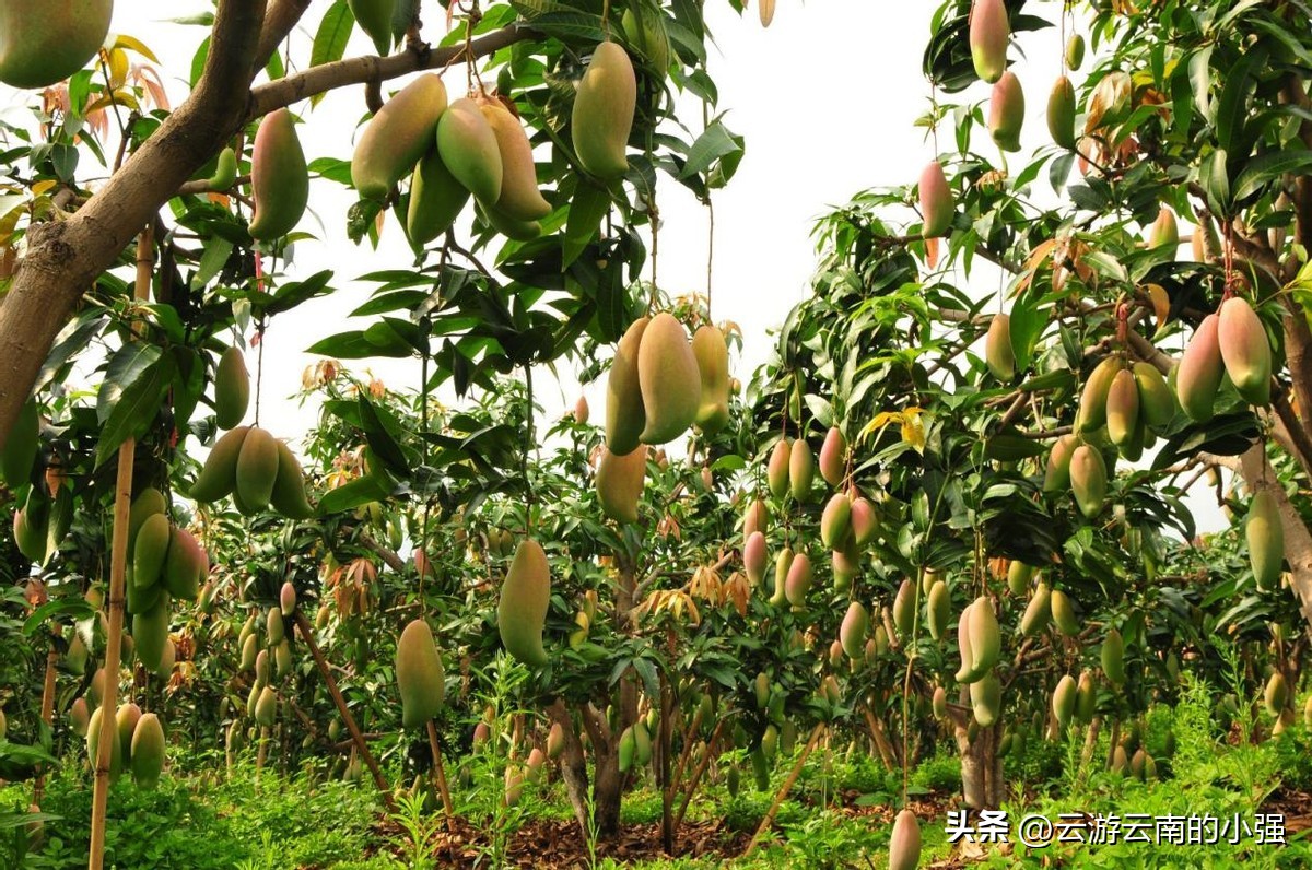 Go to Huaping to weigh mangoes or apples, and go out to get something ...