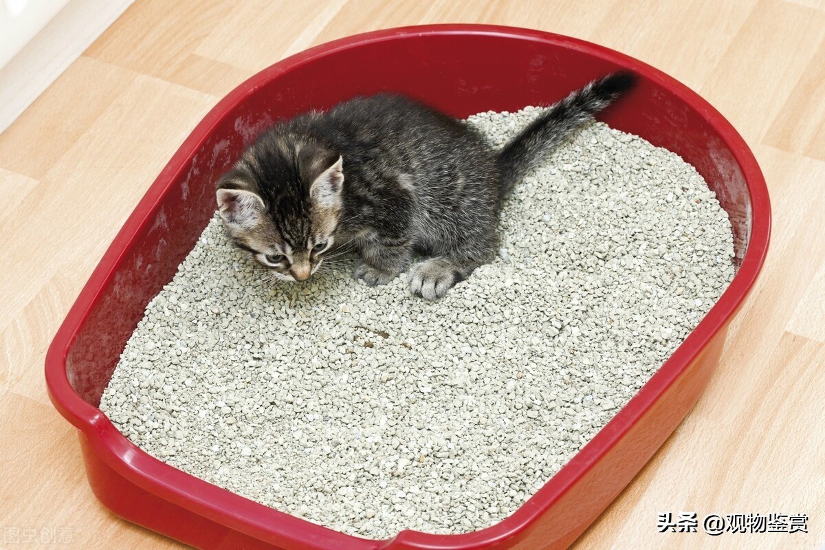 Do I have to prepare a cat litter box before adopting a cat?What can I