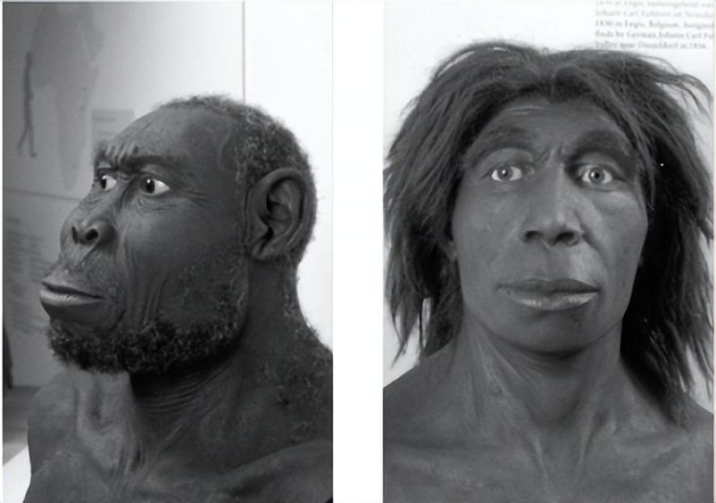 Exploring hominids: the mysterious connection between man and his ...