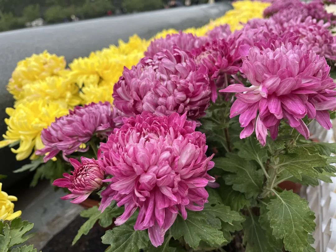 Six chrysanthemum poems, beautiful autumn of the entire Xingqing Palace