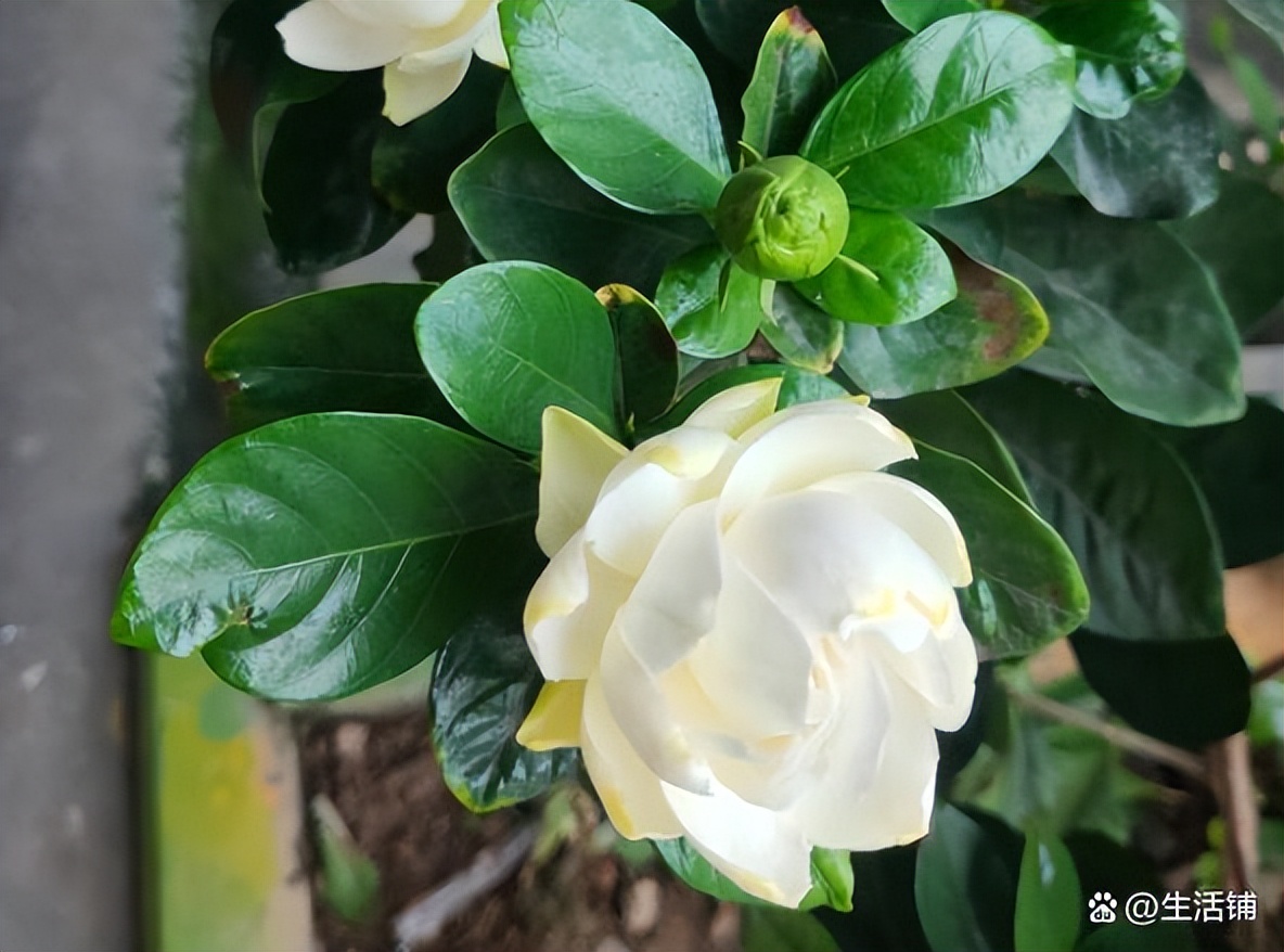 How to prune gardenias to bloom?Proper pruning in 3 stages for big and