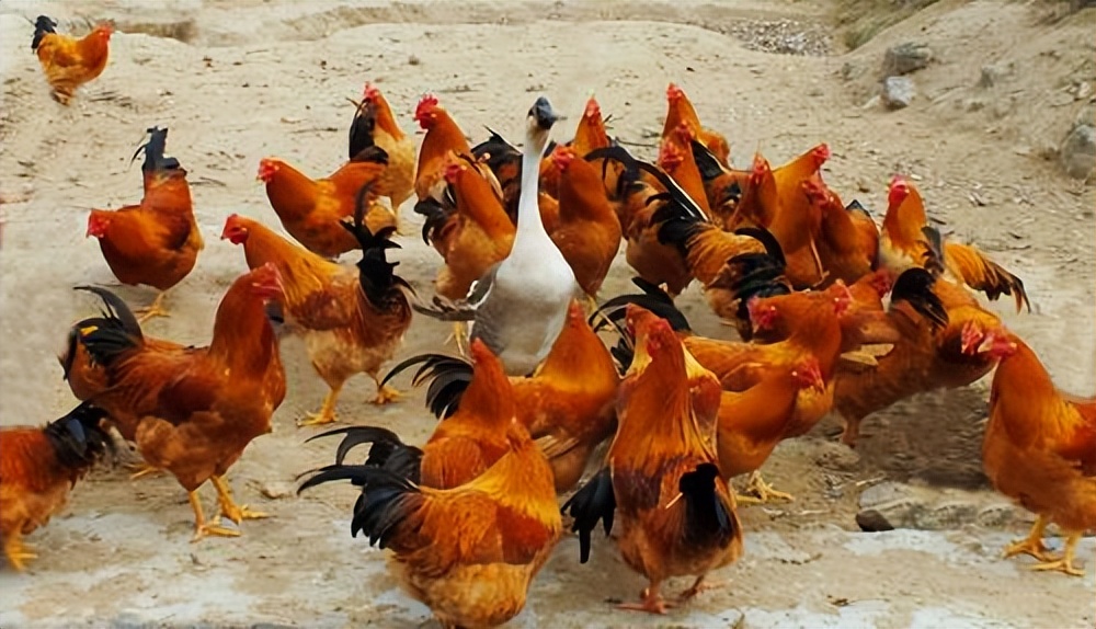 As the saying goes, "Old cows eat tender grass", there is actually