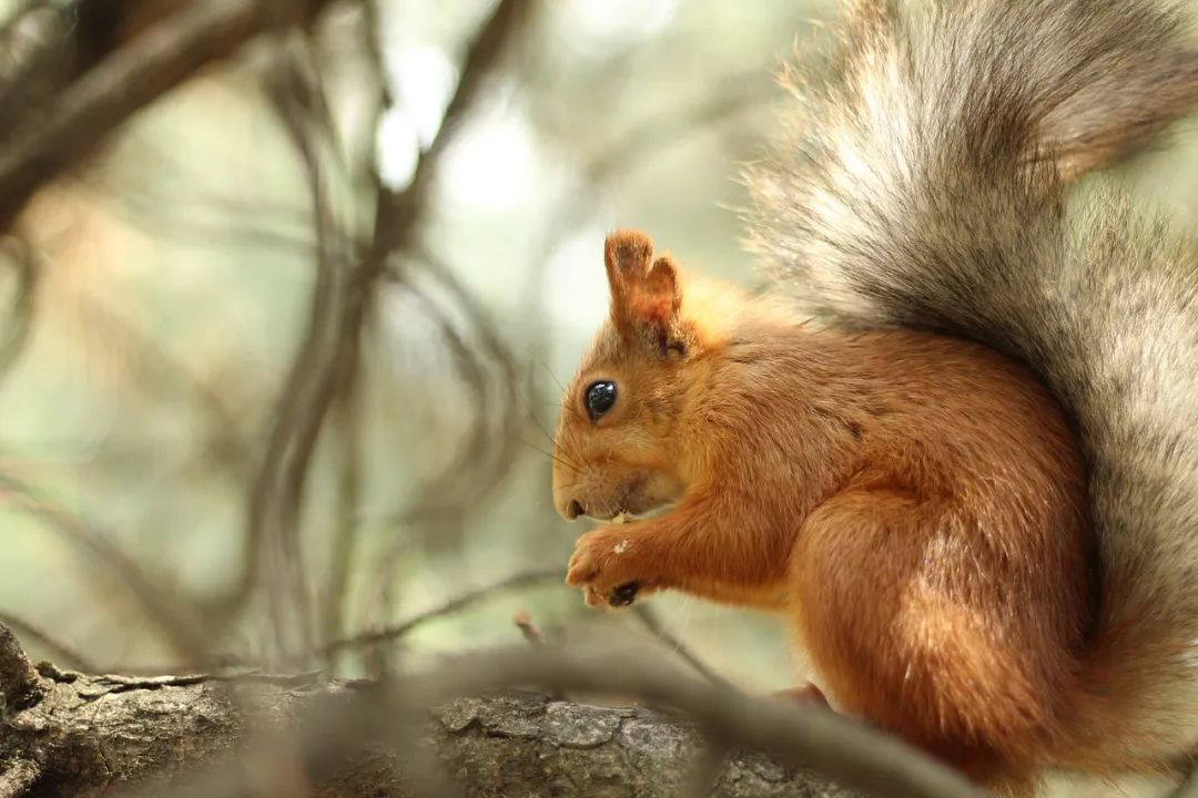 How Do Squirrels Eat Nuts? - iNEWS