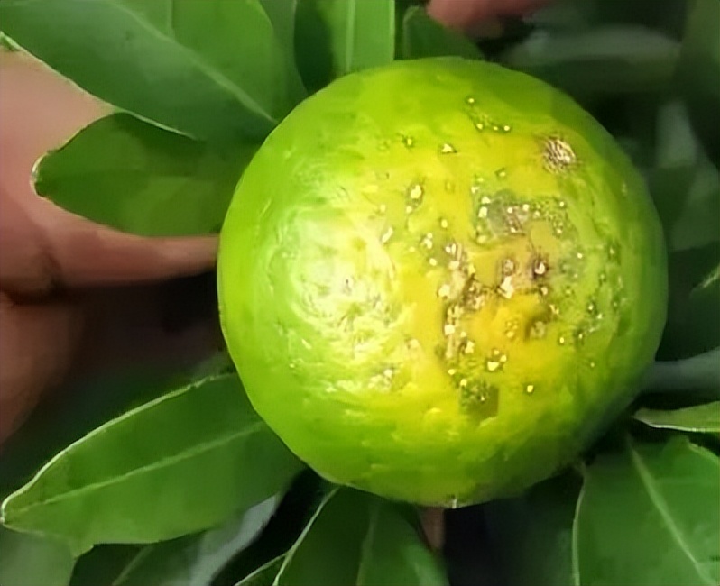 During the ripening and color change period of citrus, "pockmarked face