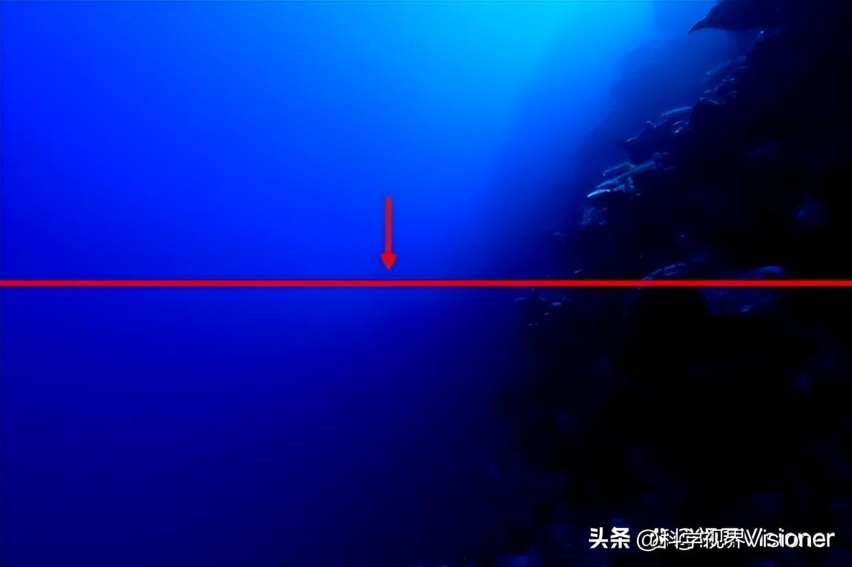 海底有一條「線」,將兩種截然不同的海洋生物分開 - 資訊咖