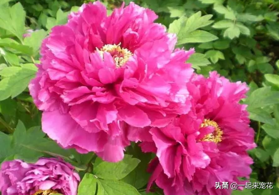 6 kinds of flowers have long lifespan, which means good looks and high