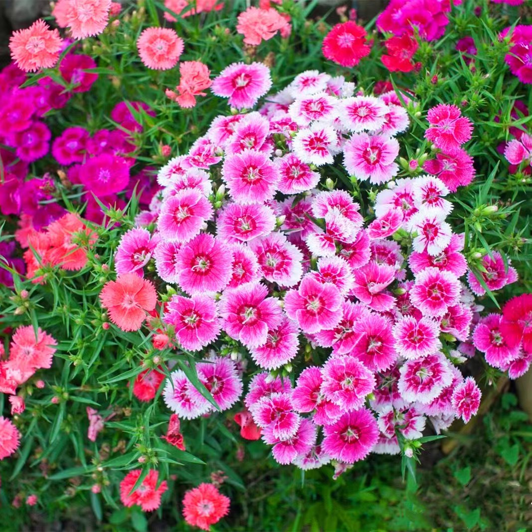 When growing flowers in autumn, do not blindly fertilize in 4