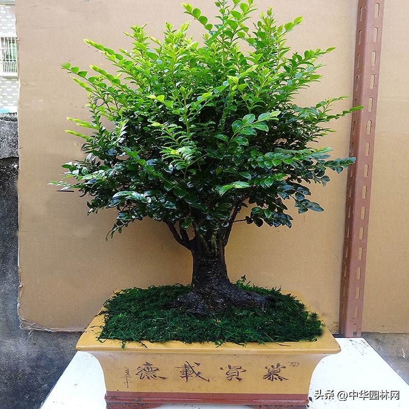 Smallleaf rosewood bonsai is easy to grow, how to grow it iNEWS
