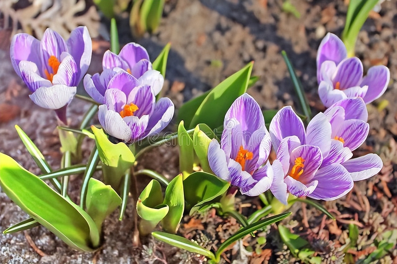 Tips for Growing Saffron Bulbs iNEWS