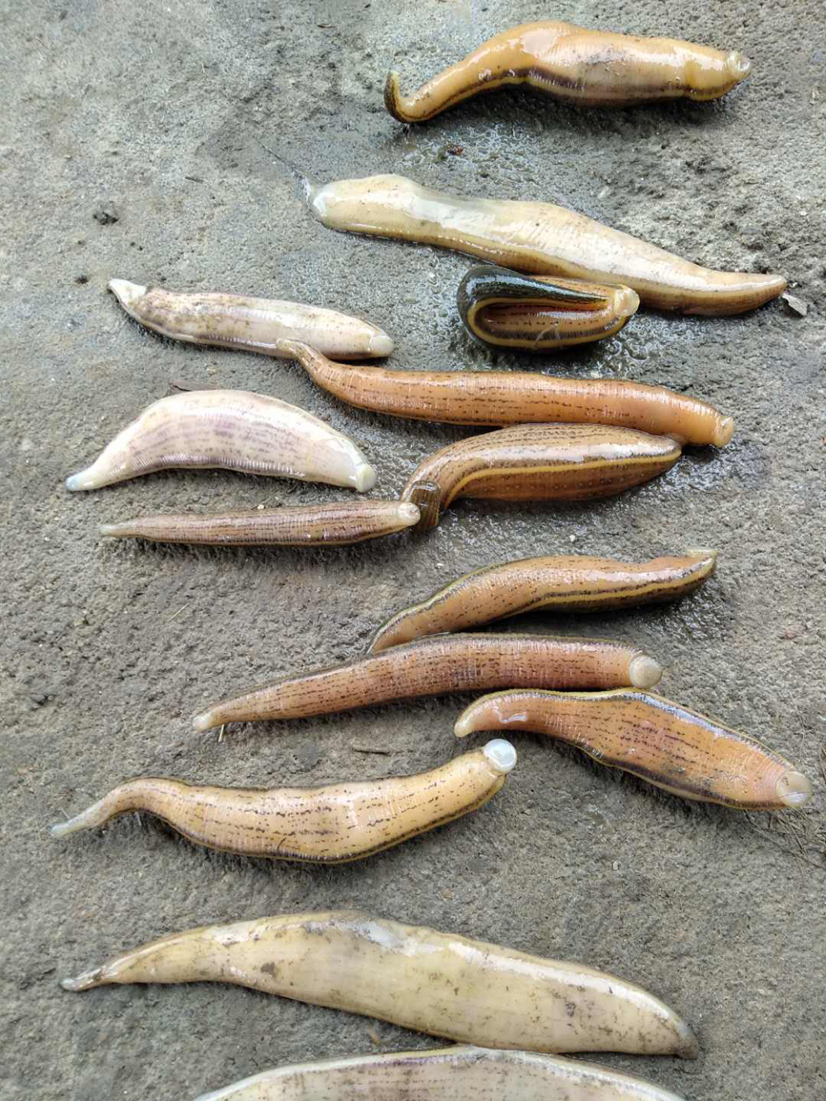 Are ugly leeches harmful to humans? After accidentally swallowing a