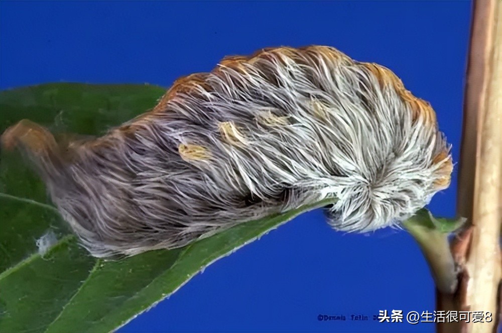 Exploring Butterfly Insects: The Danger and Mystery Hidden Under the ...