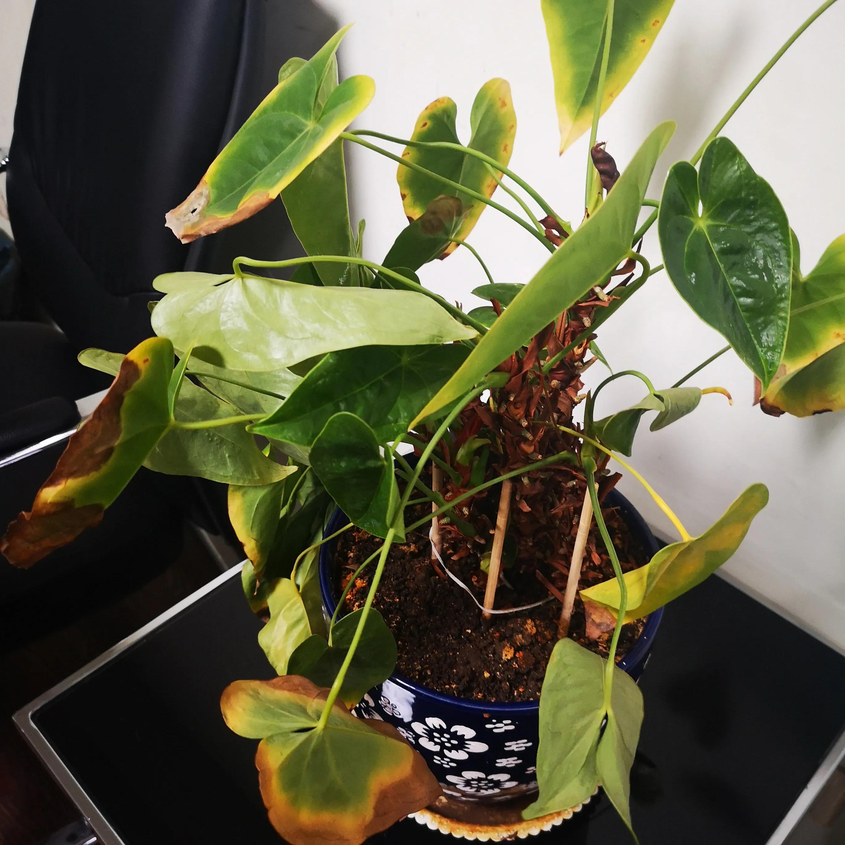 Anthurium yellow leaves turn black palm? Mainly because of the "three