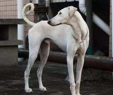 最不起眼 的5种狗 却因名字被吸引 资讯咖